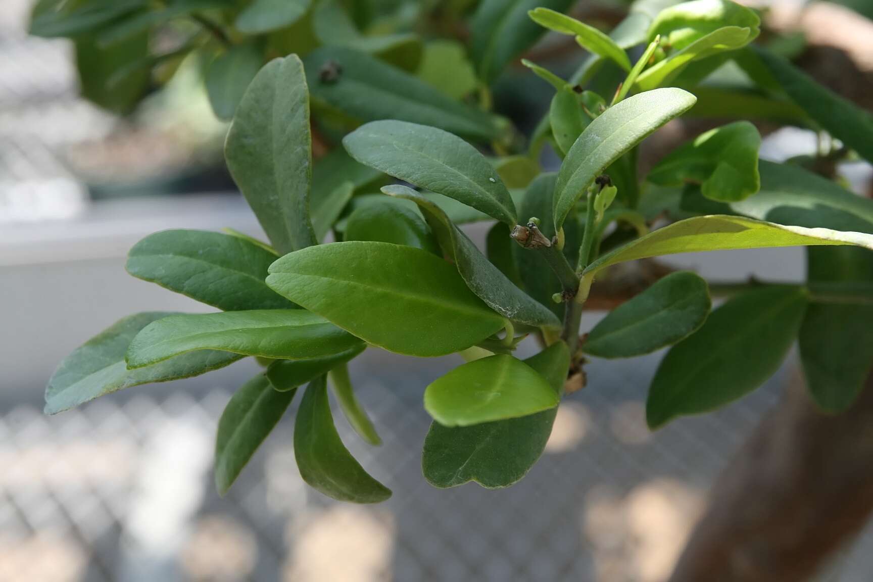 Atalantia buxifolia (Poir.) Oliv. resmi