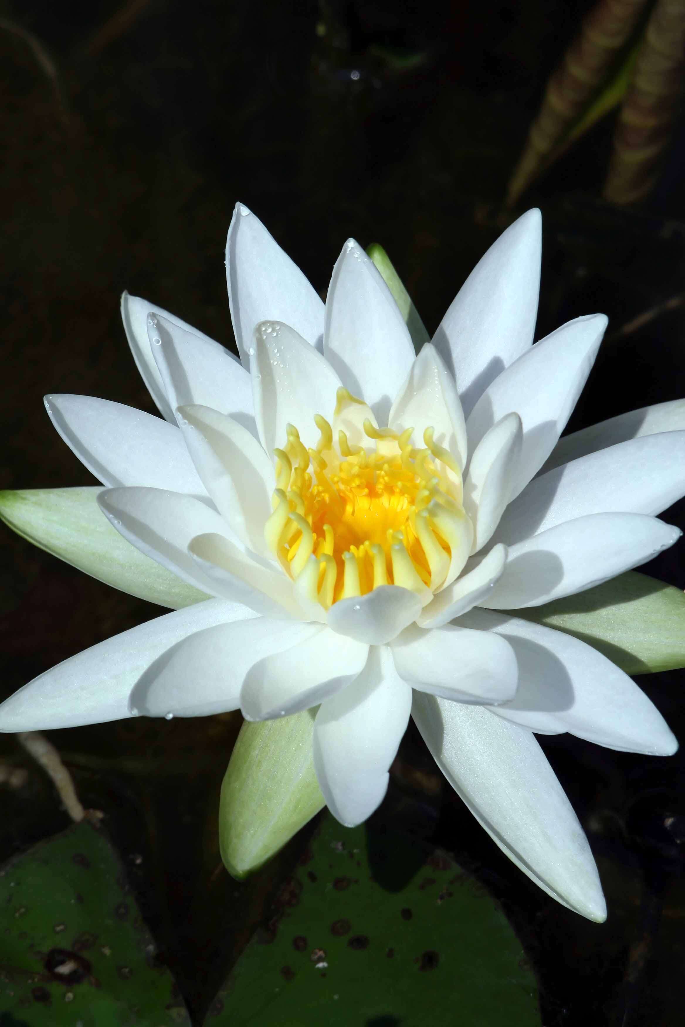 Image of American white waterlily