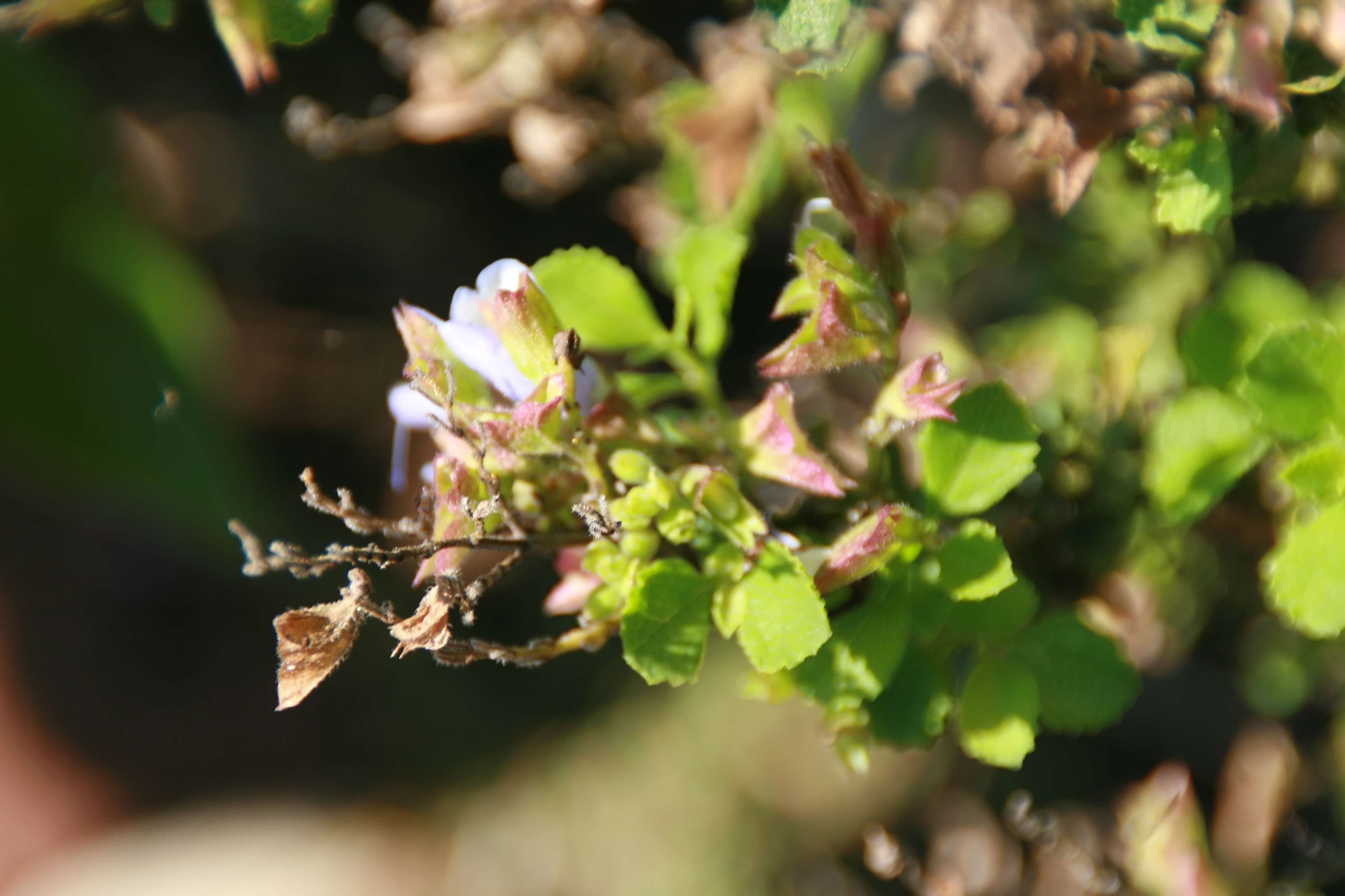 Salvia chamelaeagnea Berg. resmi