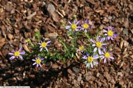 Image of Ionactis linariifolia (L.) Greene