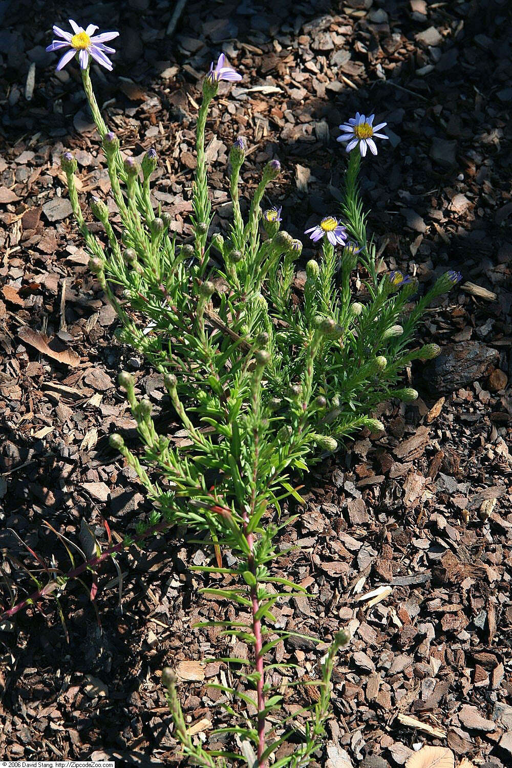 Image of Ionactis linariifolia (L.) Greene