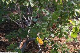 Image of fragrant sumac