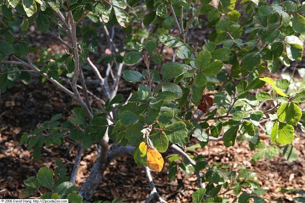 Image of fragrant sumac