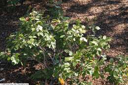 Image of fragrant sumac