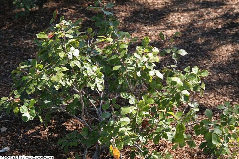 Image of fragrant sumac