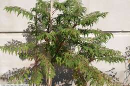 Image of rocky mountain sumac