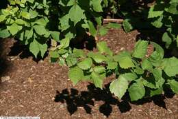 Image of fragrant sumac