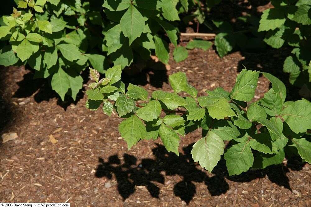 Image of fragrant sumac