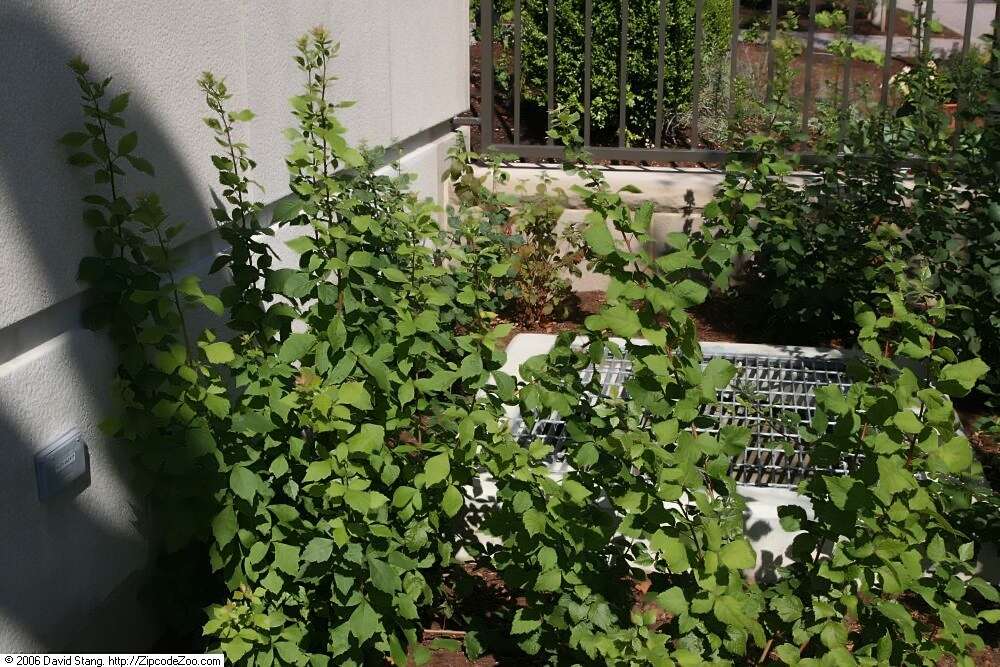 Image of fragrant sumac