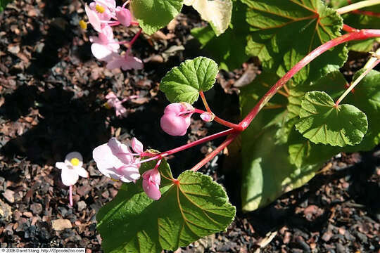 Image de Begonia grandis Dryand.