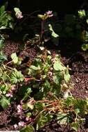 Image de Begonia grandis Dryand.