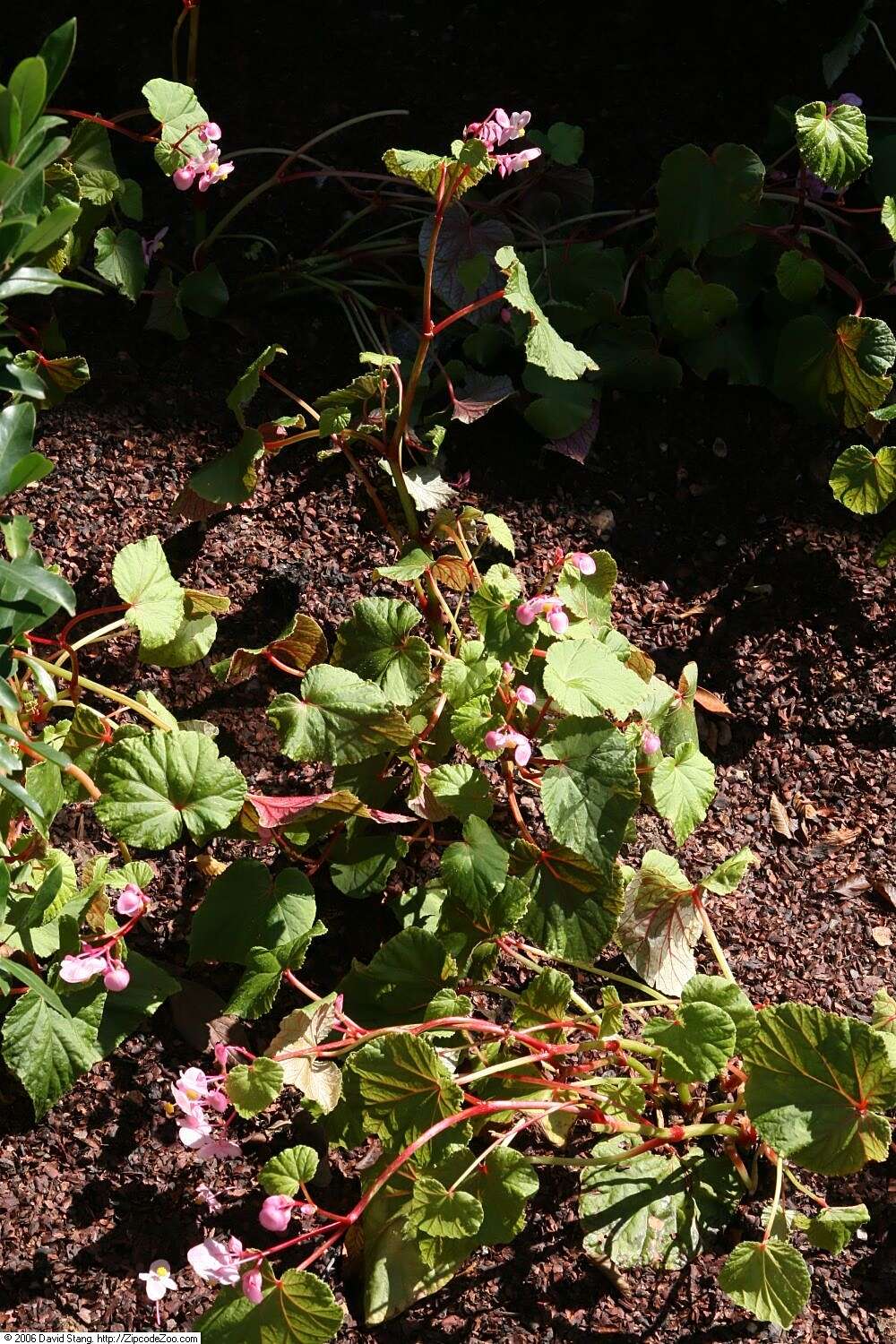 Image of hardy begonia