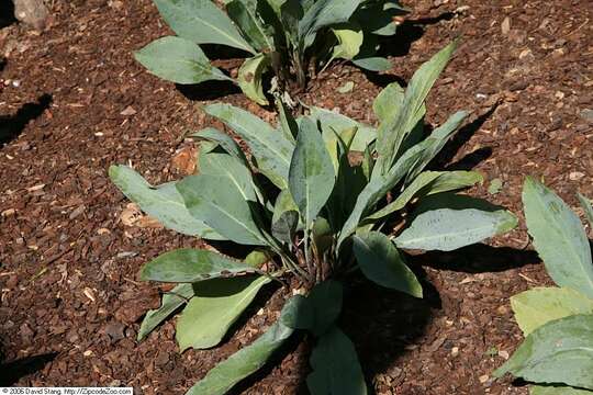 Image of great coneflower