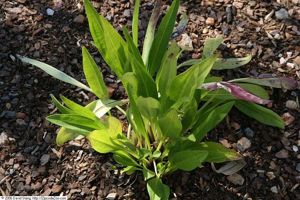 Image of Stokesia