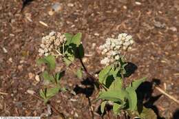 Image of American feverfew