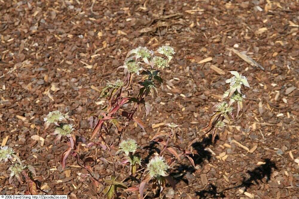 Image of hoary mountainmint