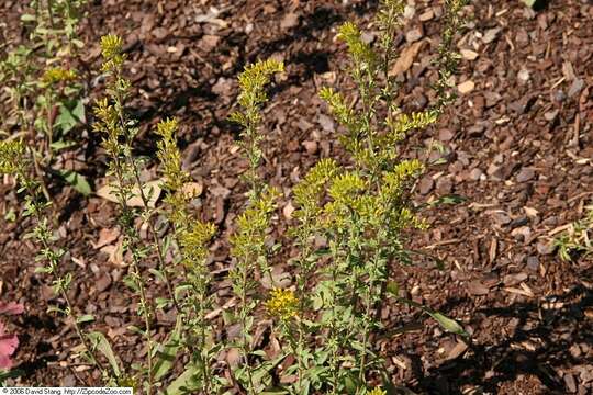 Image of gray goldenrod