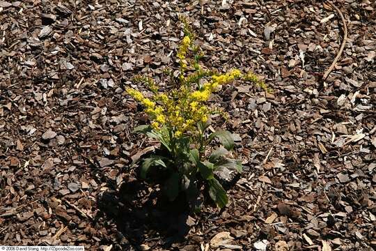 Image of elmleaf goldenrod