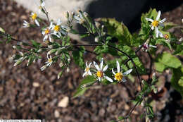 Image of white wood aster