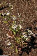 Image of white wood aster