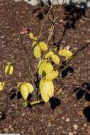 Image of northern spicebush