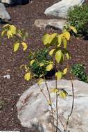 Image of northern spicebush