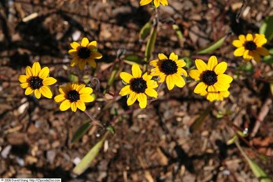 Image de Rudbeckia fulgida Ait.