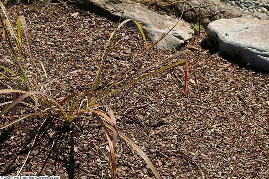 صورة Tripsacum dactyloides (L.) L.