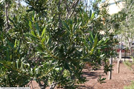 Image of wax myrtle