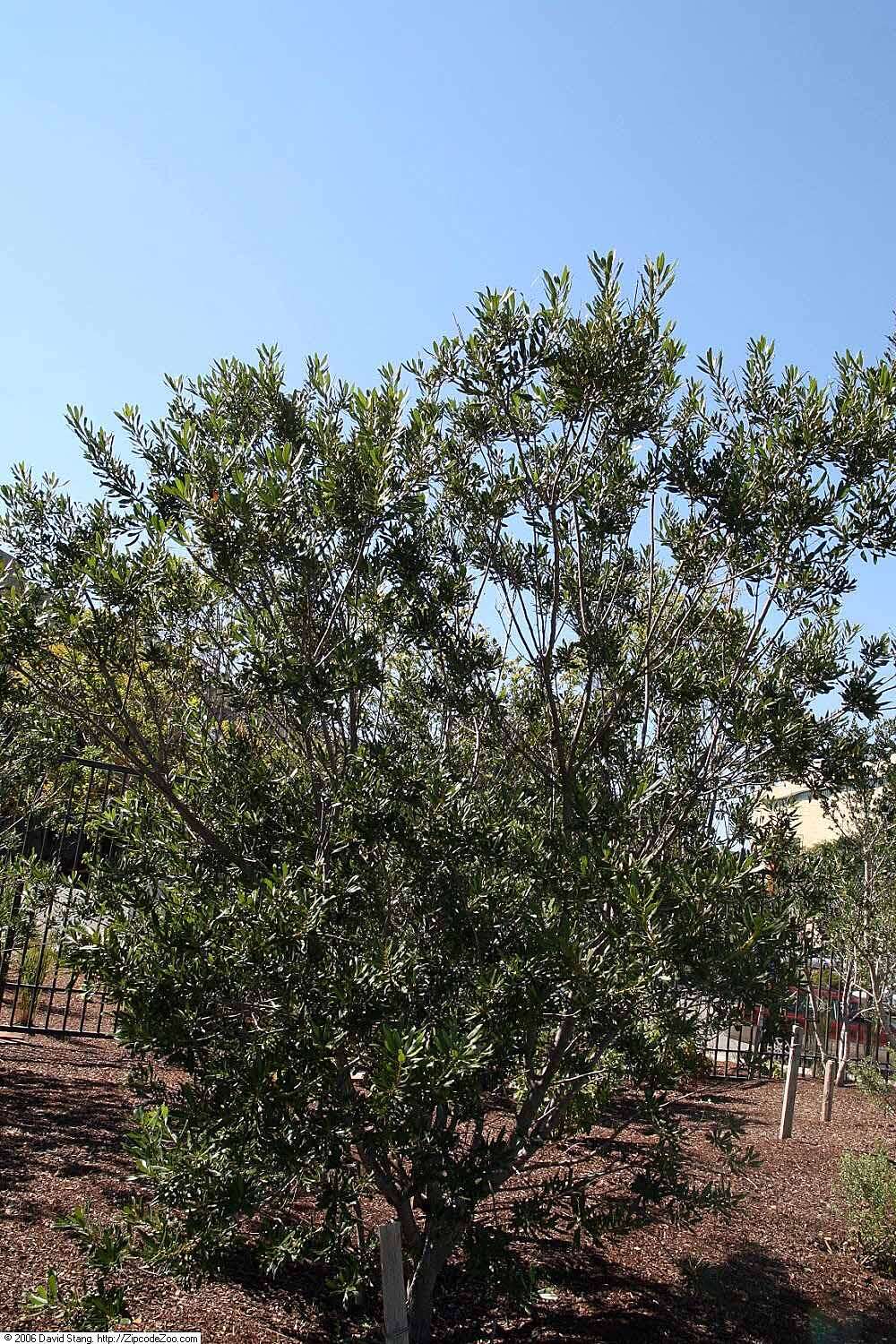 Image of wax myrtle