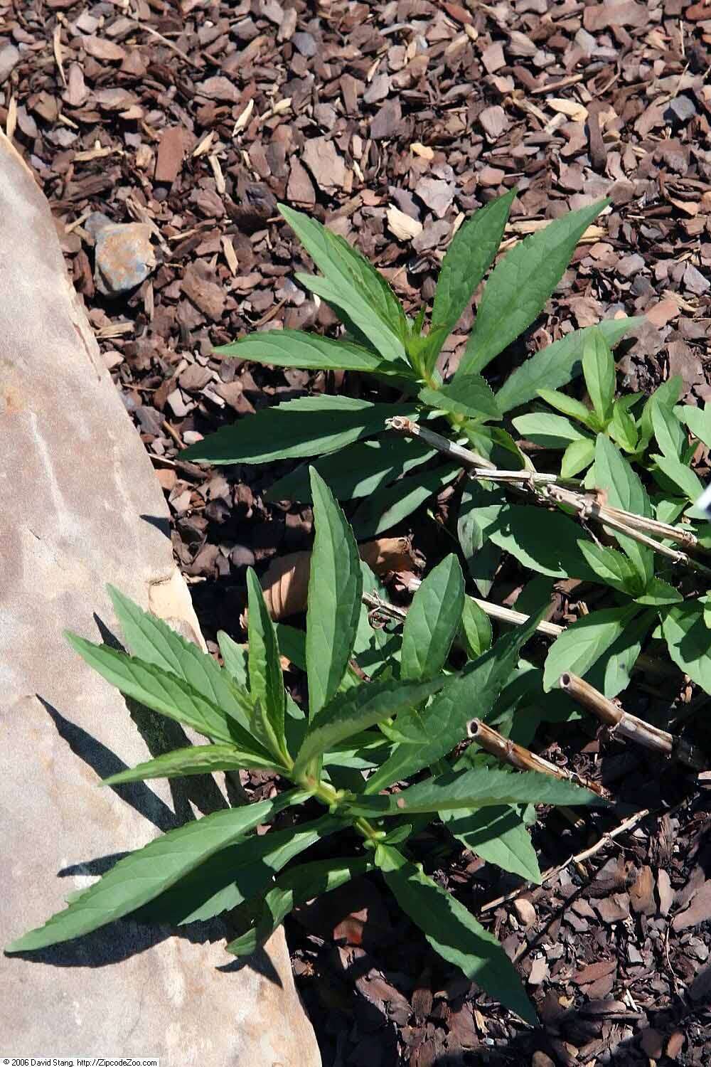 Image of Allegheny monkeyflower