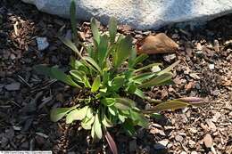 Image of sticky catchfly