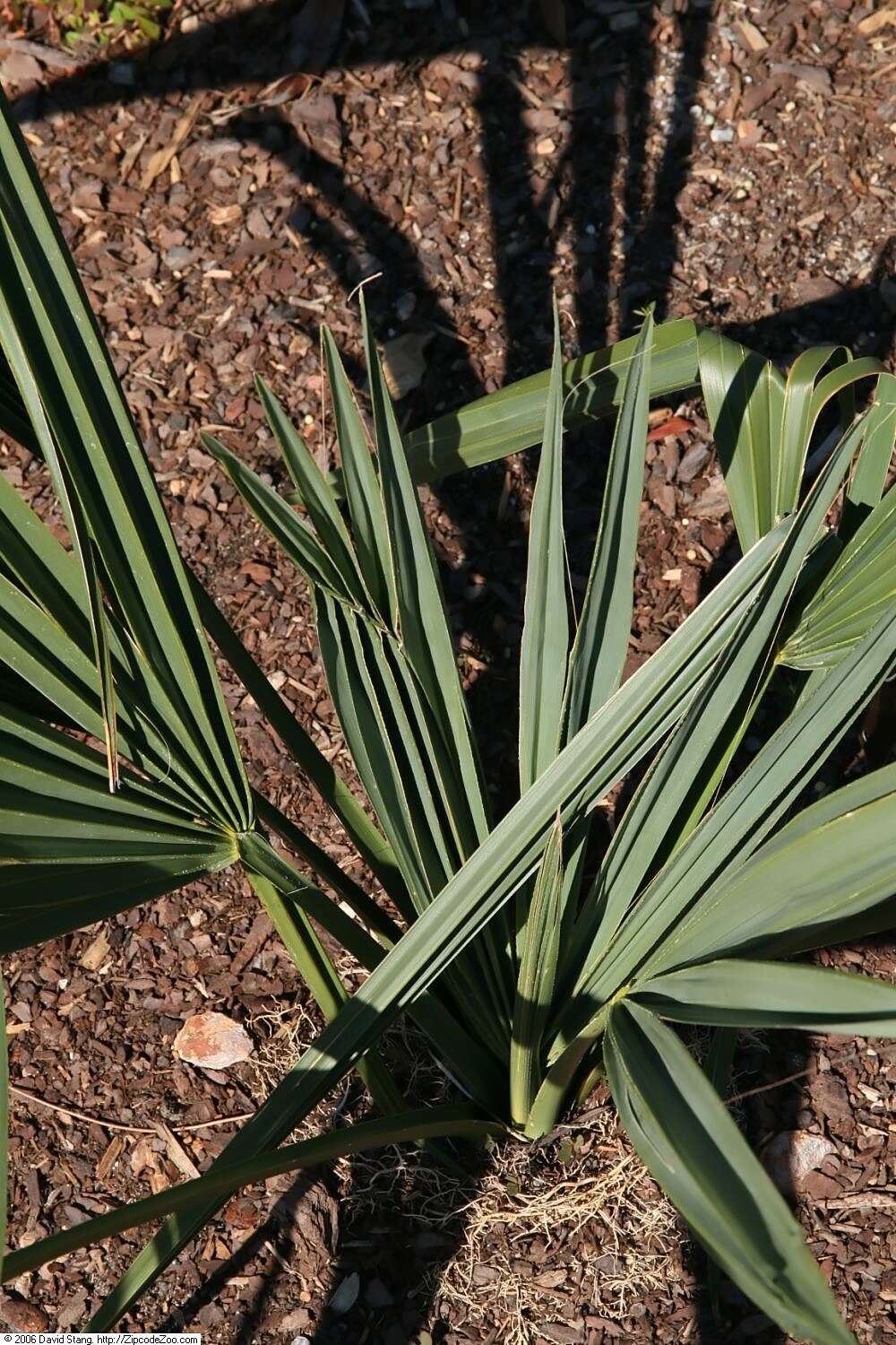 Image of dwarf palmetto