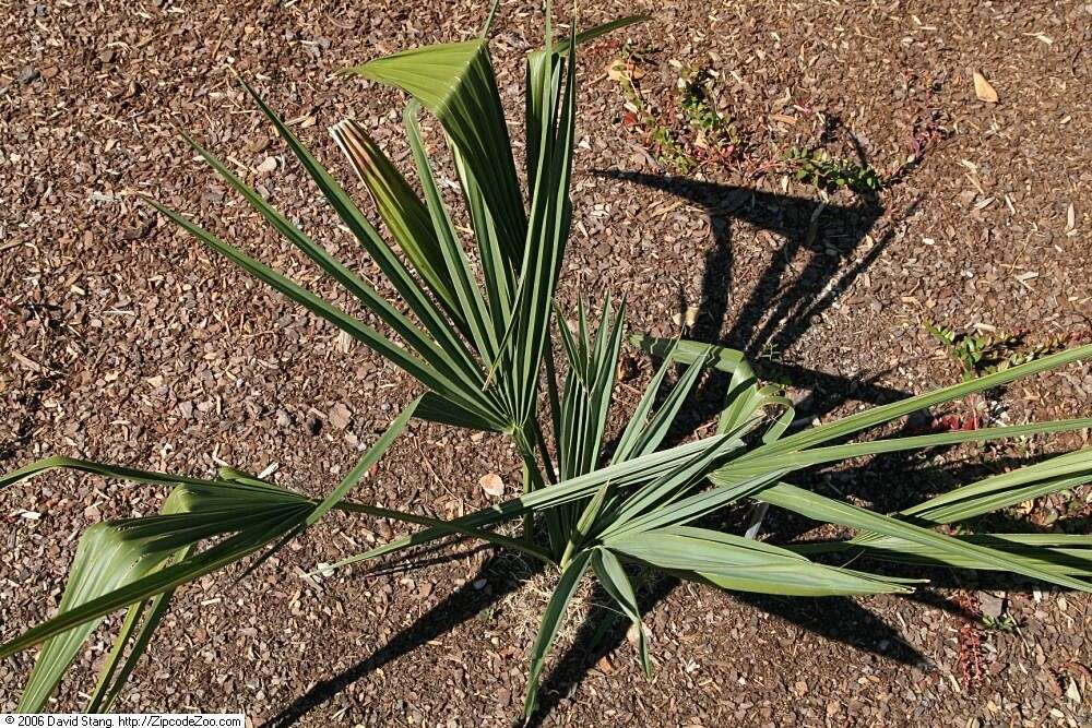 Image of dwarf palmetto