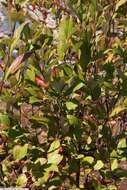 Photinia floribunda (Lindl.) K. R. Robertson & J. B. Phipps的圖片