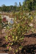 Photinia floribunda (Lindl.) K. R. Robertson & J. B. Phipps的圖片