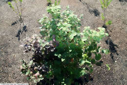 Imagem de Fothergilla gardenii Murr.