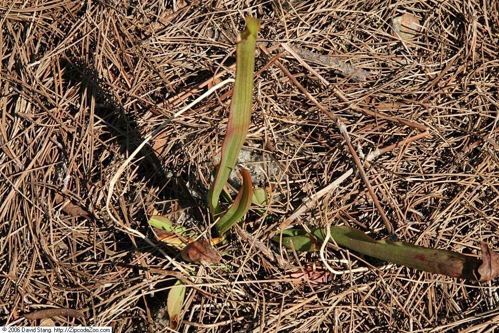 Imagem de Spiranthes odorata (Nutt.) Lindl.