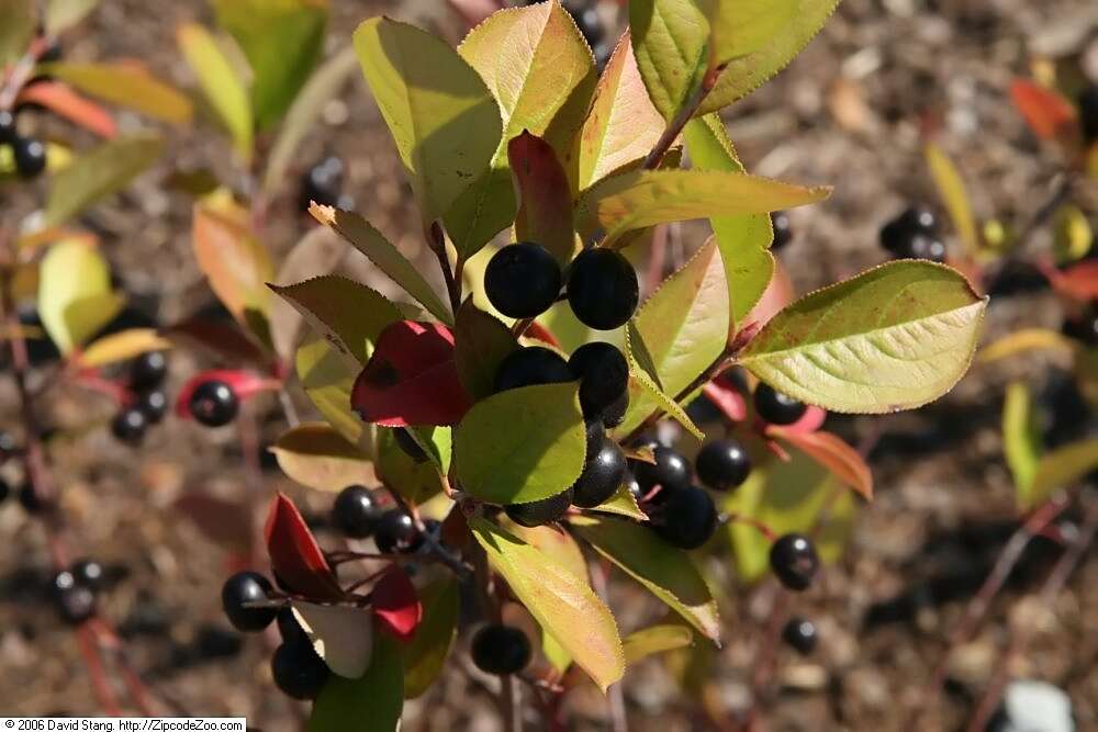 Photinia floribunda (Lindl.) K. R. Robertson & J. B. Phipps的圖片