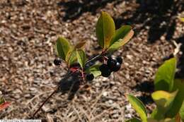 Photinia floribunda (Lindl.) K. R. Robertson & J. B. Phipps的圖片