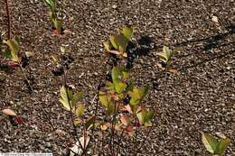 Photinia floribunda (Lindl.) K. R. Robertson & J. B. Phipps的圖片