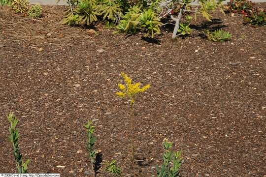 Image of anisescented goldenrod