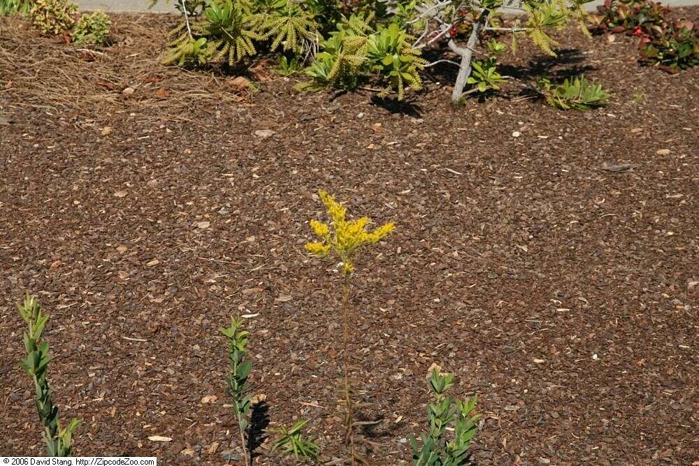 Image of anisescented goldenrod