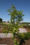 Image of yellowleaf hawthorn