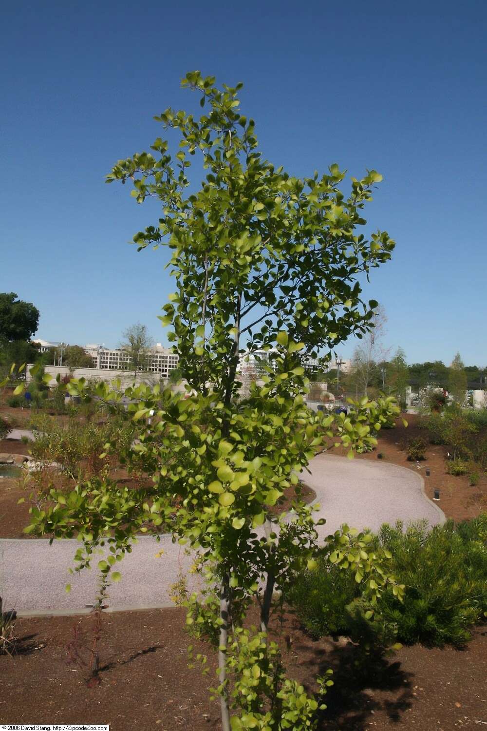 Image of yellowleaf hawthorn