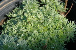 Image of Artemisia schmidtiana Maxim.