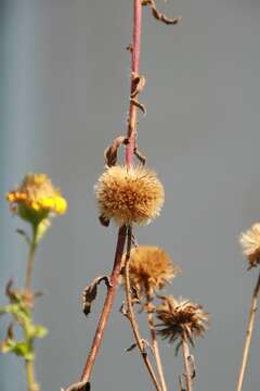 Image of hairy false goldenaster