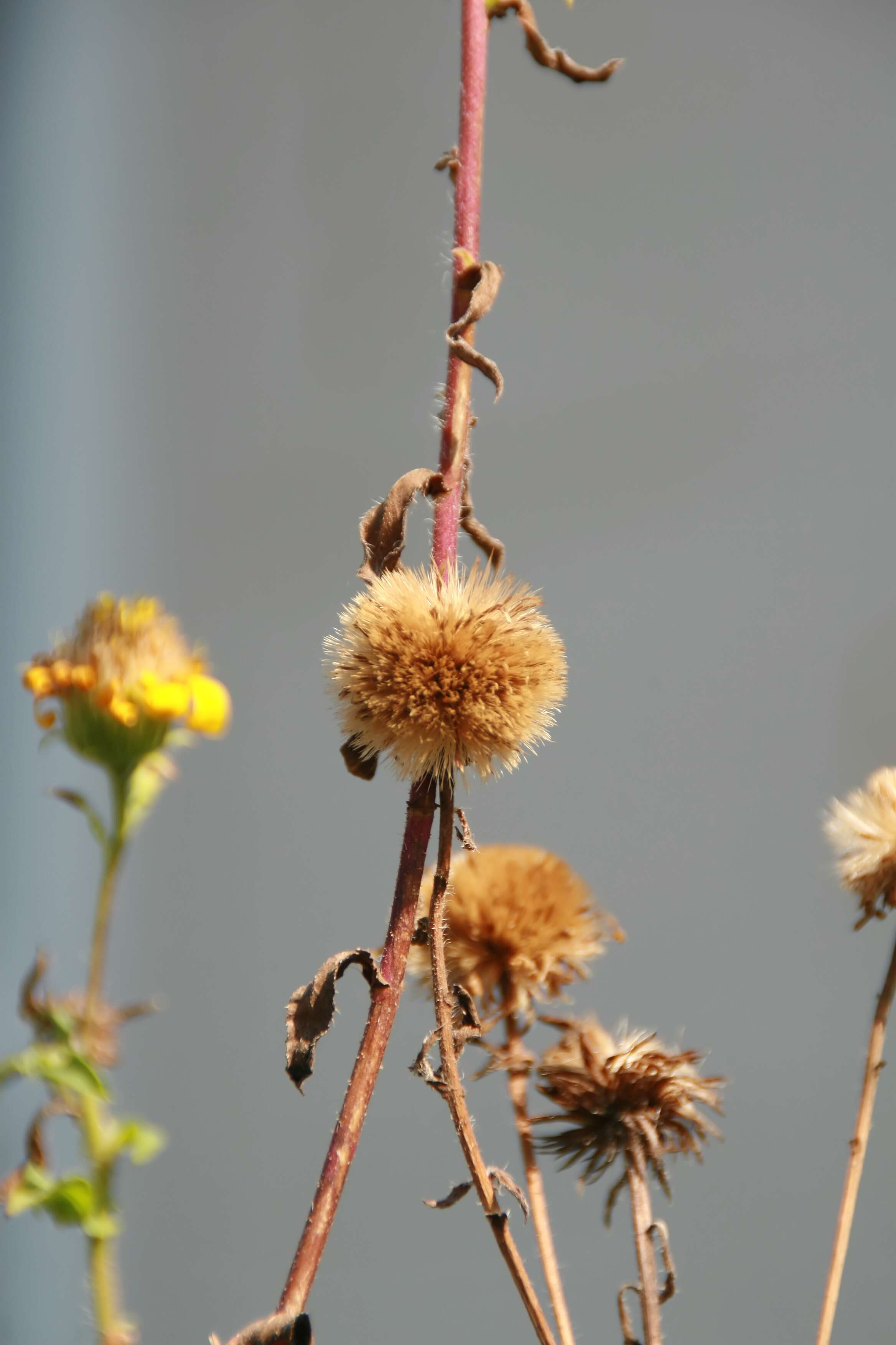 Image of hairy false goldenaster