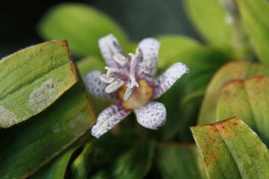 Image of toad lily