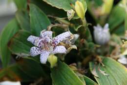 Image of toad lily